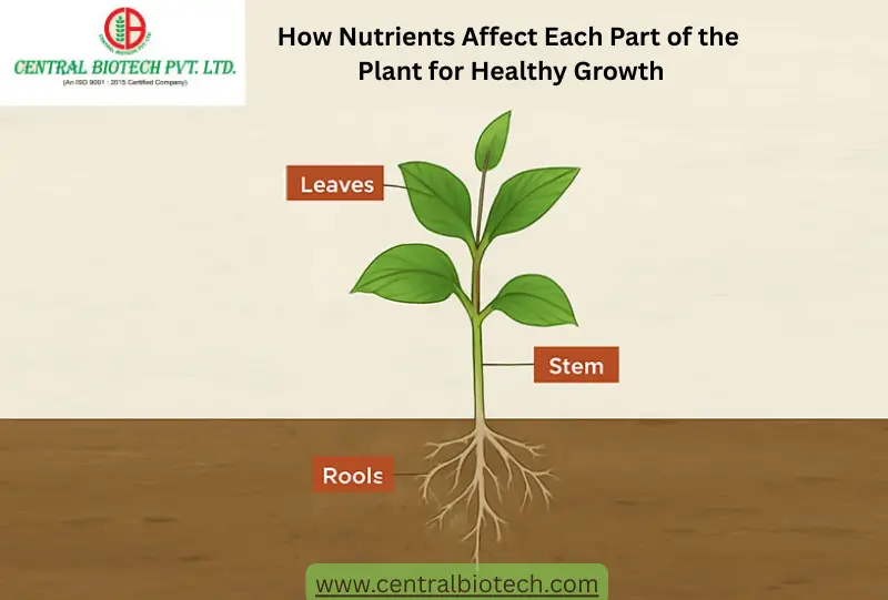 How Nutrients Affect Each Part of the Plant for Healthy Growth