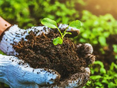 key-benefits-of-choosing-organic-fertilizers
