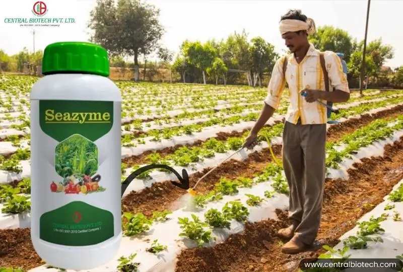 How to Use Liquid Seaweed Fertilizer for Maximum Crop Yield?