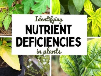 Nutrient Deficiency