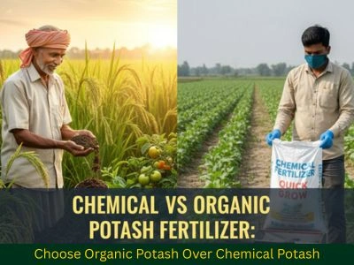 Why Choose Organic Potash Over Chemical Potash?